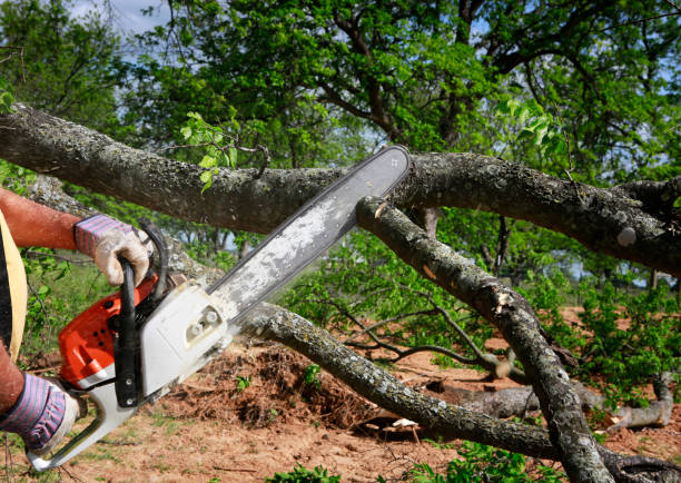 Best Large Tree Removal  in USA